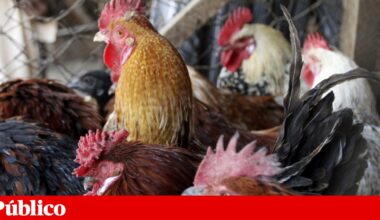 EUA registam primeira morte de humano provocada pelo subtipo H5N5 da gripe das aves | Vírus