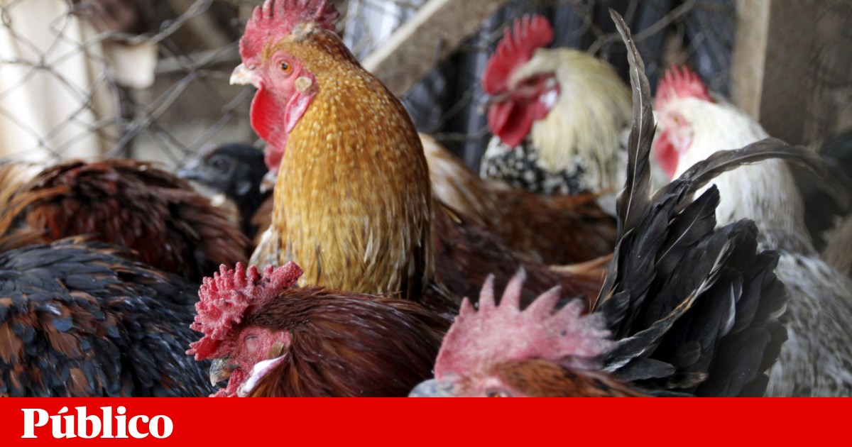 EUA registam primeira morte de humano provocada pelo subtipo H5N5 da gripe das aves | Vírus