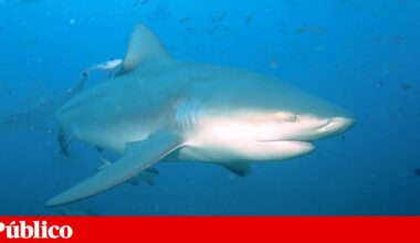 Turista suíça morre após ataque de tubarão na Austrália | Austrália