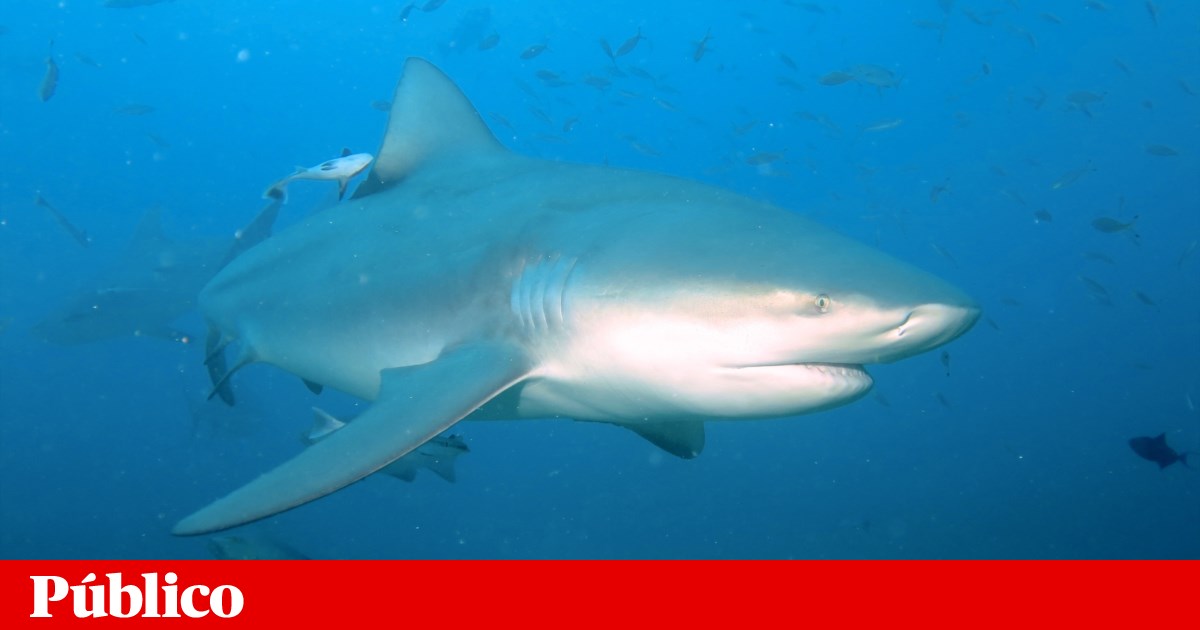 Turista suíça morre após ataque de tubarão na Austrália | Austrália