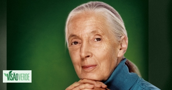 “Uma mãe-chimpanzé educa os filhos tal como uma mãe humana devia educar os seus”. Os ensinamentos de Jane Goodall numa entrevista a VISÃO