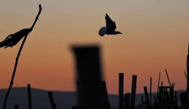 DGAV avisa que risco de disseminação da gripe das aves é elevado