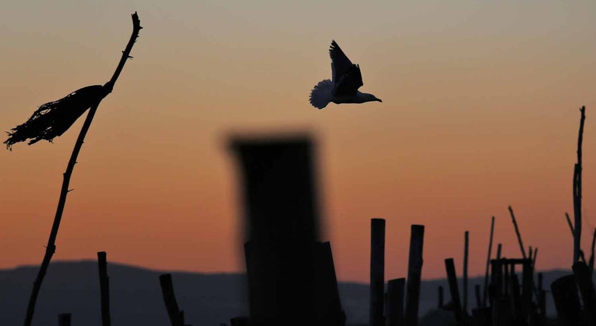 DGAV avisa que risco de disseminação da gripe das aves é elevado