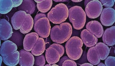 Resistência da gonorreia a antibióticos cresce no mundo, alerta OMS