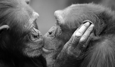 Como surgiu o beijo na boca? A resposta pode ter 21 milhões de anos