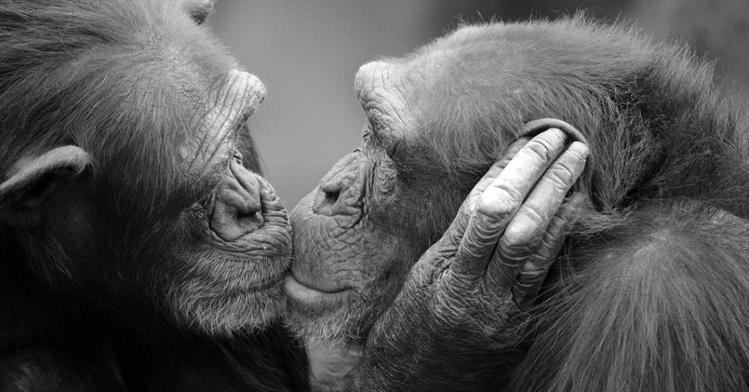 Como surgiu o beijo na boca? A resposta pode ter 21 milhões de anos