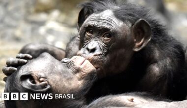 Primeiro beijo surgiu há 21 milhões de anos, dizem cientistas