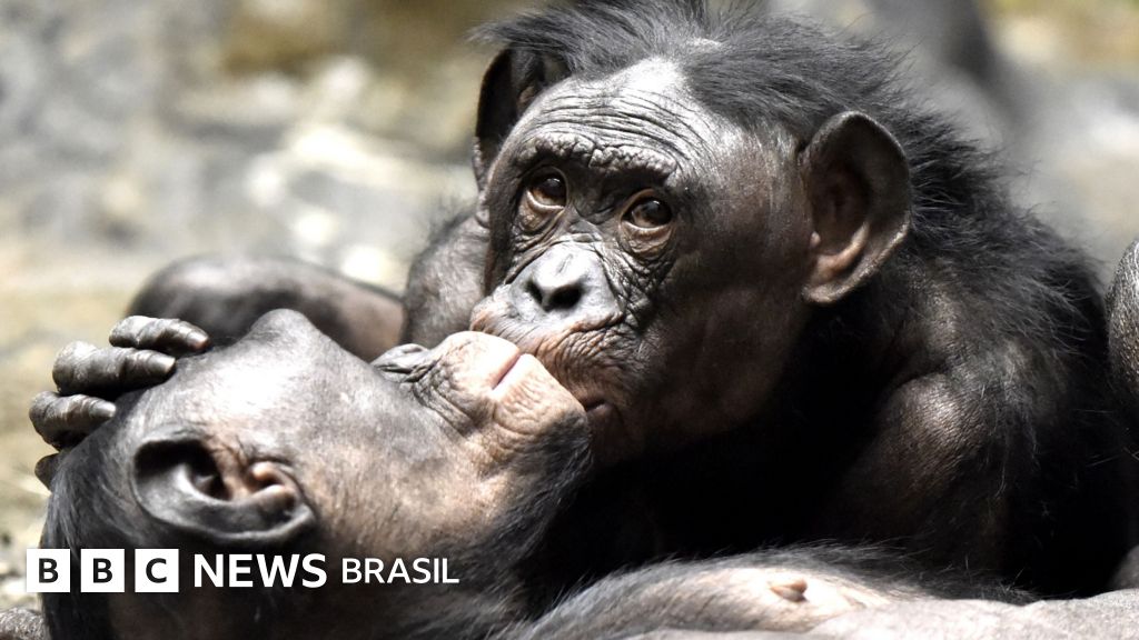 Primeiro beijo surgiu há 21 milhões de anos, dizem cientistas