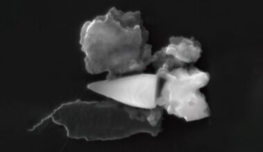 Misteriosos fósseis magnéticos serviam de GPS para animais ancestrais