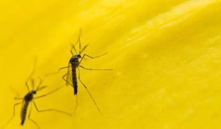 MS sai da lista dos piores estados para dengue após aposta em “mosquito do bem”