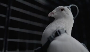 Rússia transforma pombos em “biodrones” através de implantes cerebrais