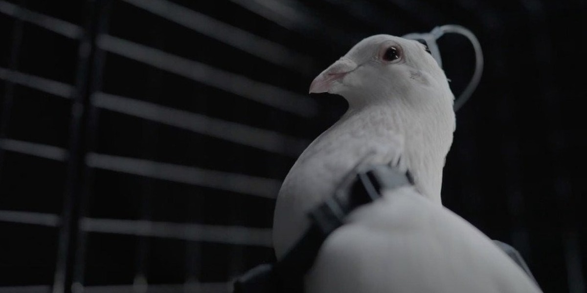 Rússia transforma pombos em “biodrones” através de implantes cerebrais