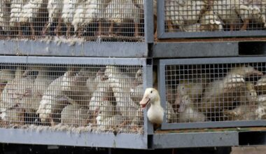 Espanha ordena confinamento de todas as aves criadas ao ar livre devido a gripe