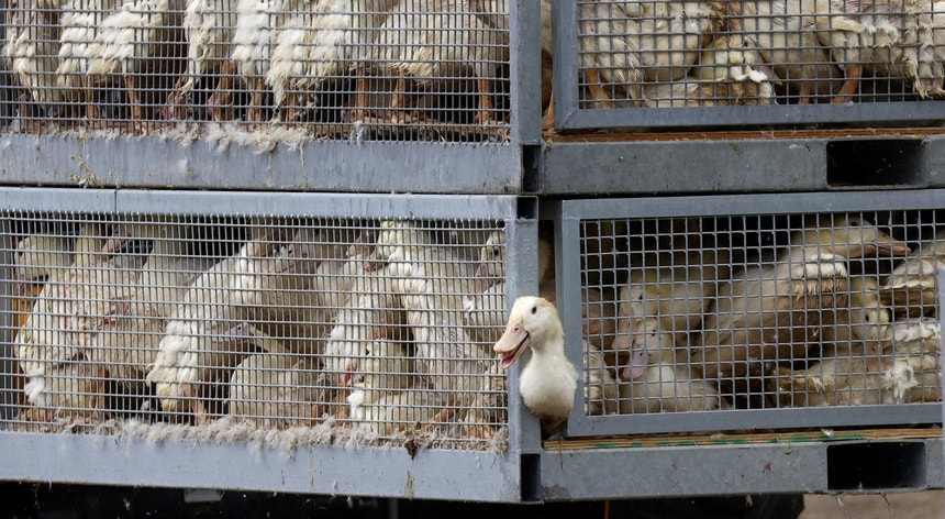 Espanha ordena confinamento de todas as aves criadas ao ar livre devido a gripe