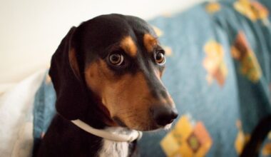 Cão baleou dono outra vez. É um fenómeno com quase 100 anos