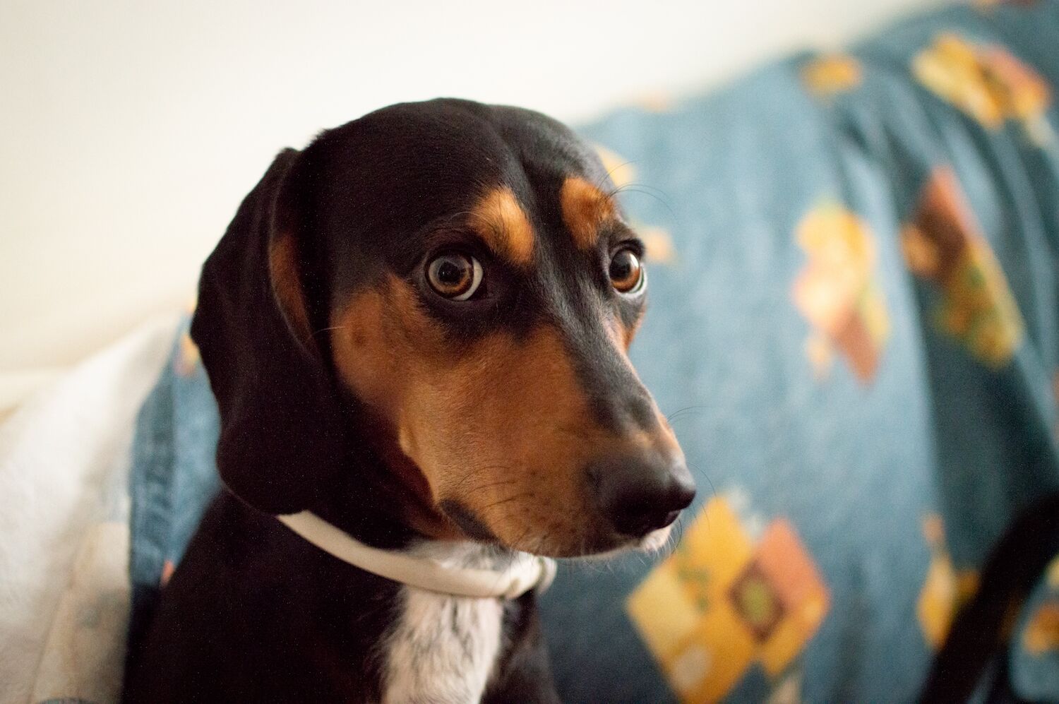 Cão baleou dono outra vez. É um fenómeno com quase 100 anos