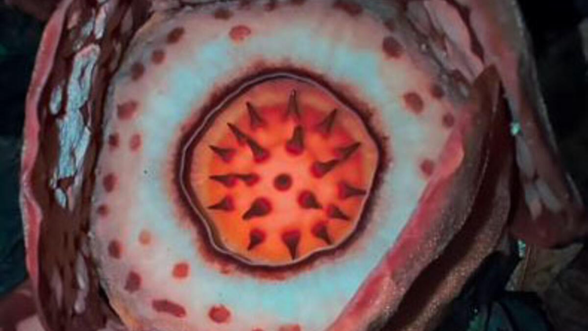 Jornal de Notícias Logo