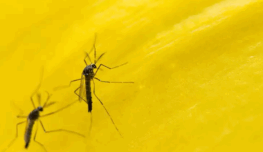 MS reduz casos de dengue com “mosquito do bem” em 2025