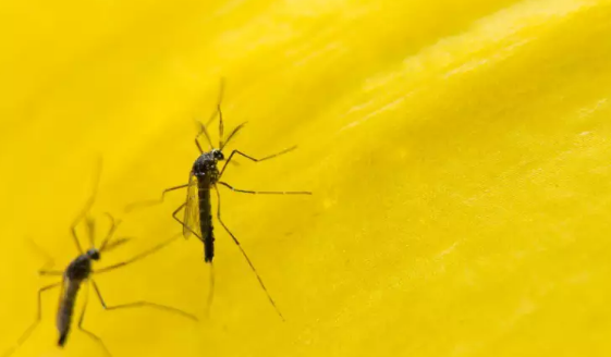 MS reduz casos de dengue com “mosquito do bem” em 2025