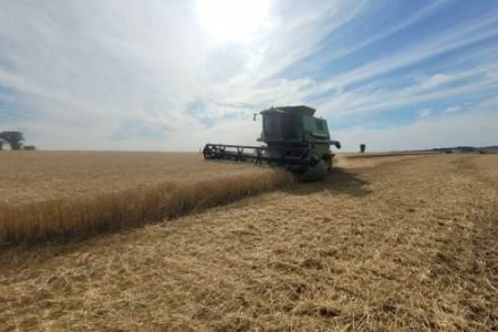 Colheita do trigo avança de forma moderada no RS Colheita do trigo avança de forma moderada no RS