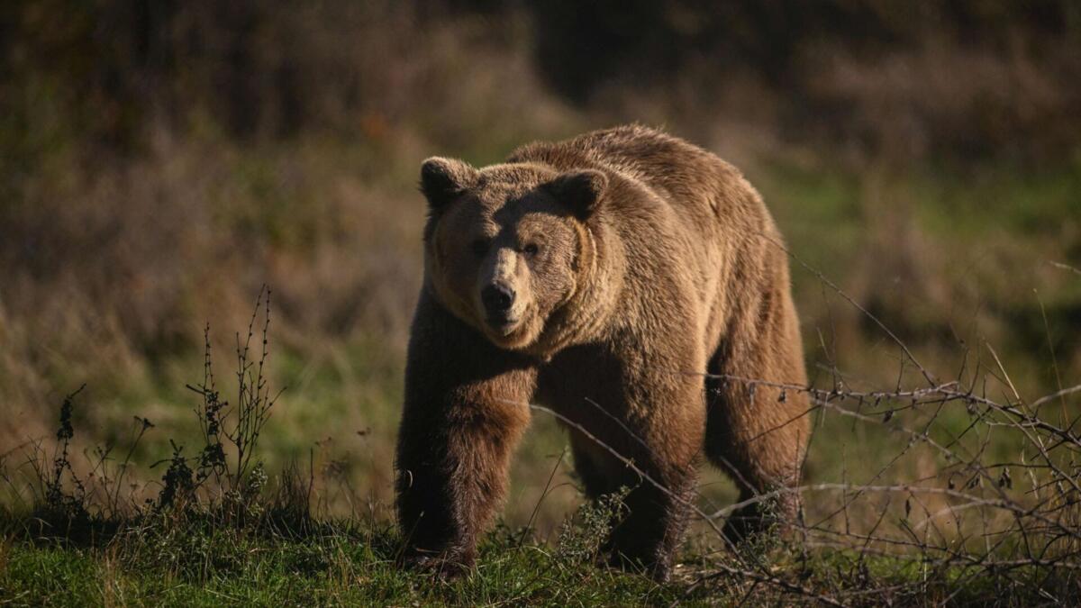 Jornal de Notícias Logo
