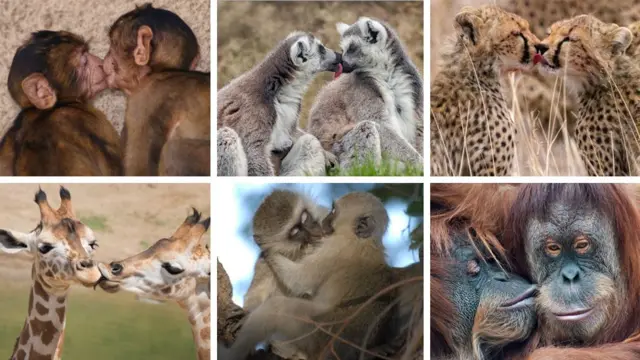 Composição de diferentes animais se beijando. No sentido horário, a partir do canto superior esquerdo: dois macacos se beijando; dois lêmures com os rostos encostados; dois guepardos aparentemente se beijando na boca; um orangotango beijando outro na bochecha; dois macacos se beijando de olhos fechados; e duas girafas aparentemente se beijando nos lábios.