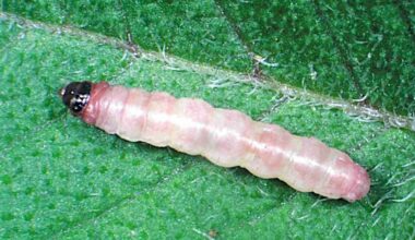 Batata com genes Cry1C e Cry2A resiste à traça-da-batatinha
