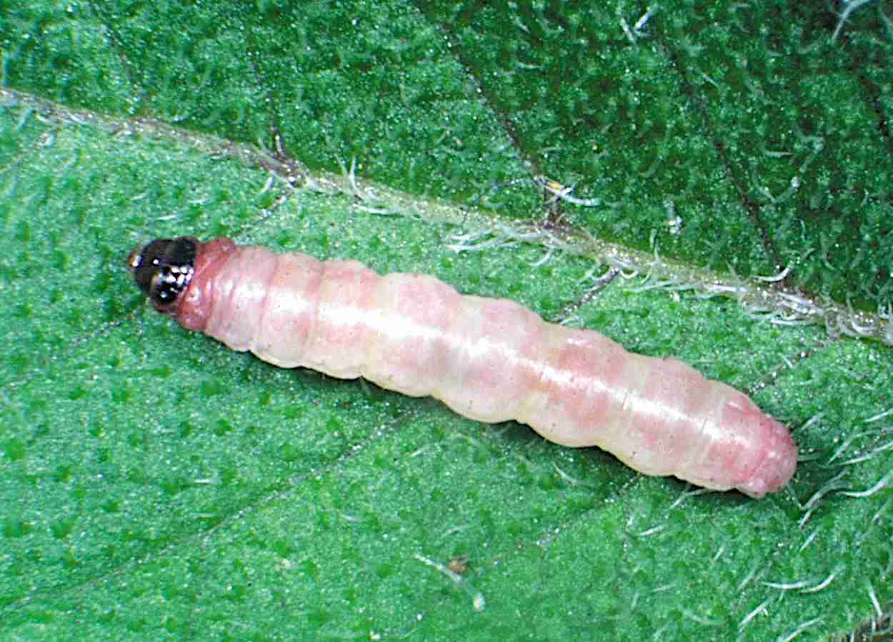 Batata com genes Cry1C e Cry2A resiste à traça-da-batatinha