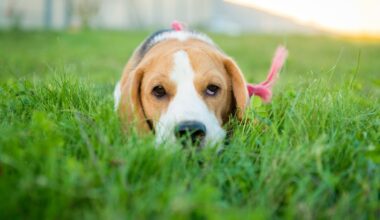 Plantas tóxicas nas calçadas ameaçam saúde dos pets