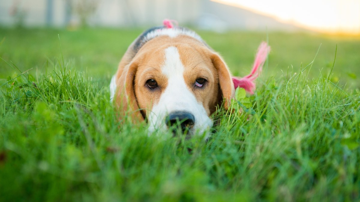 Plantas tóxicas nas calçadas ameaçam saúde dos pets