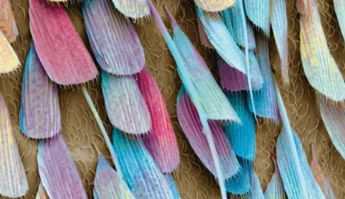 Zoom: vida de inseto | Veja Saúde