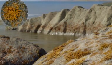 Primeiro líquen conhecido no registro fóssil ajudou a estruturar ecossistemas terrestres