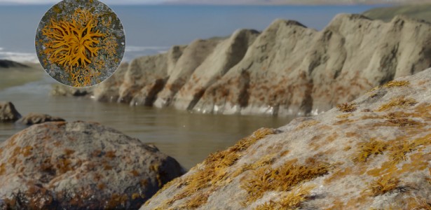 Primeiro líquen conhecido no registro fóssil ajudou a estruturar ecossistemas terrestres