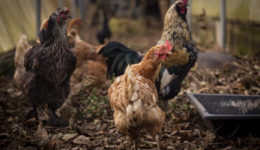 Jornal de Notícias Logo