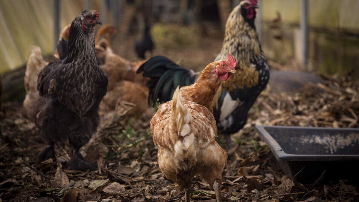 Jornal de Notícias Logo