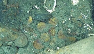 Galeão San José: recuperados os primeiros cinco objetos do tesouro mais valioso do Mundo