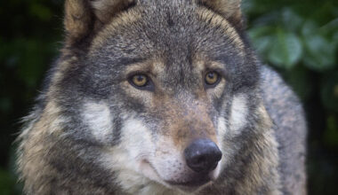 Um roubo genial: eis a primeira prova de que os lobos também usam ferramentas