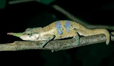 O Pinóquio da vida real mentiu ao mundo durante 150 anos