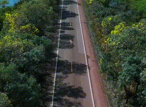 Documentário mostra mortes de animais na BR-262 no Pantanal