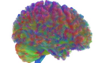 Pontos de viragem do cérebro humano. Adolescência vai até aos 32 anos e atinge o pico cerebral