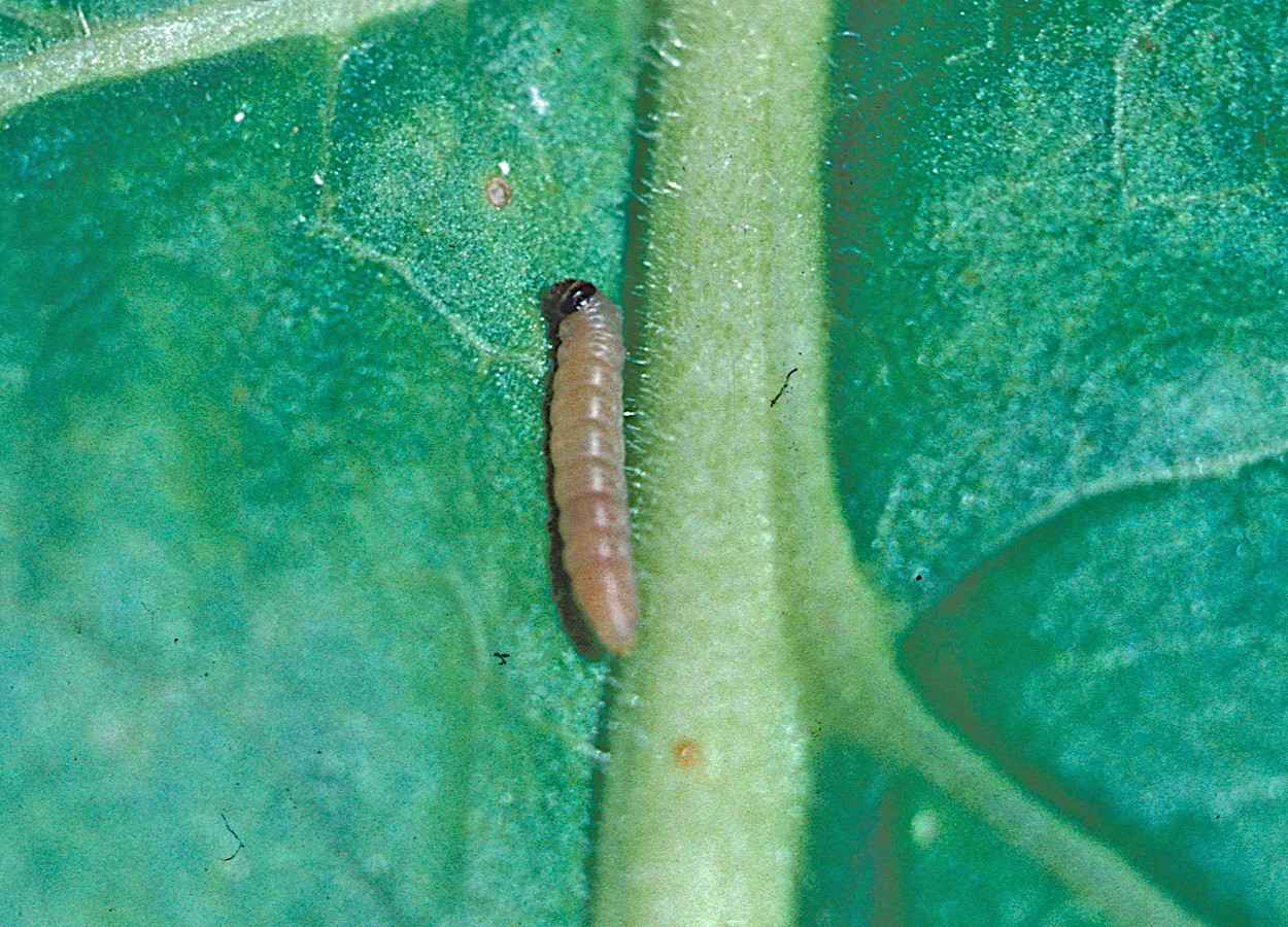 Foto: David Jones, University of Georgia