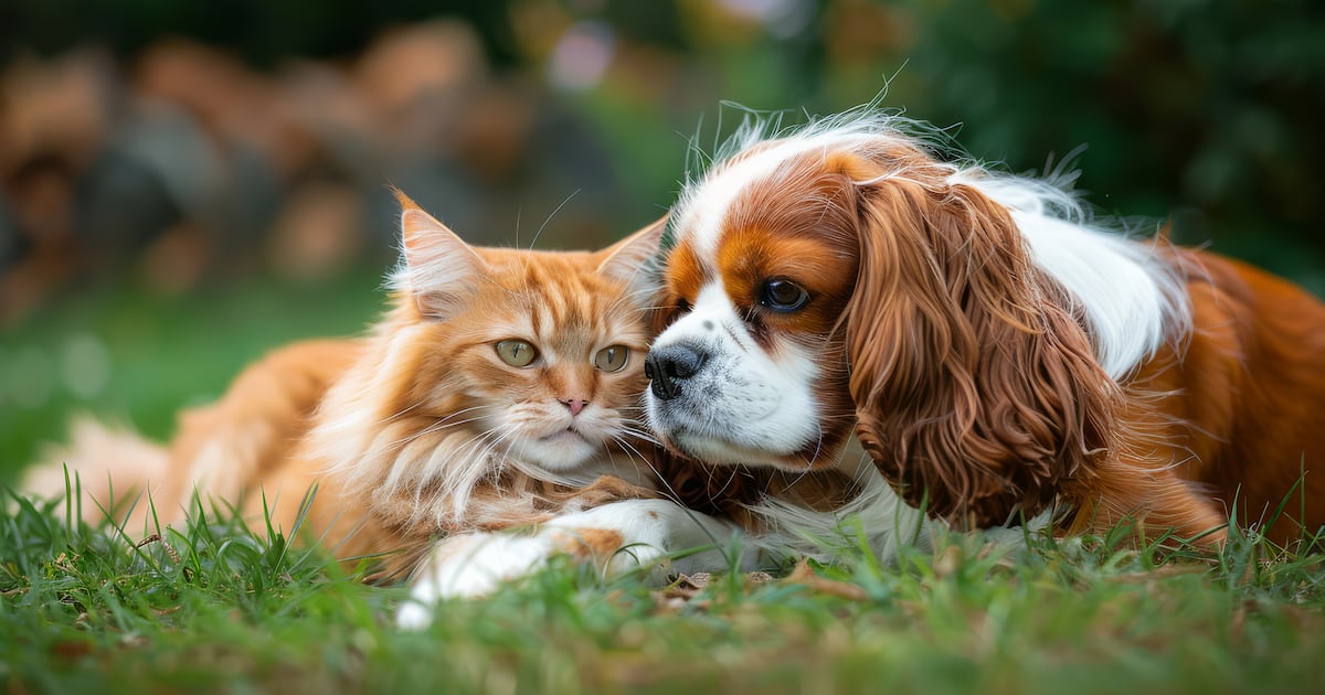 Pelagem do pet revela deficiências nutricionais e até doenças – R7 Entretenimento