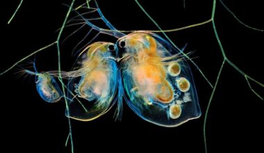 Concurso de fotografia da Nikon revela a beleza oculta do mundo microscópico. Veja as melhores imagens