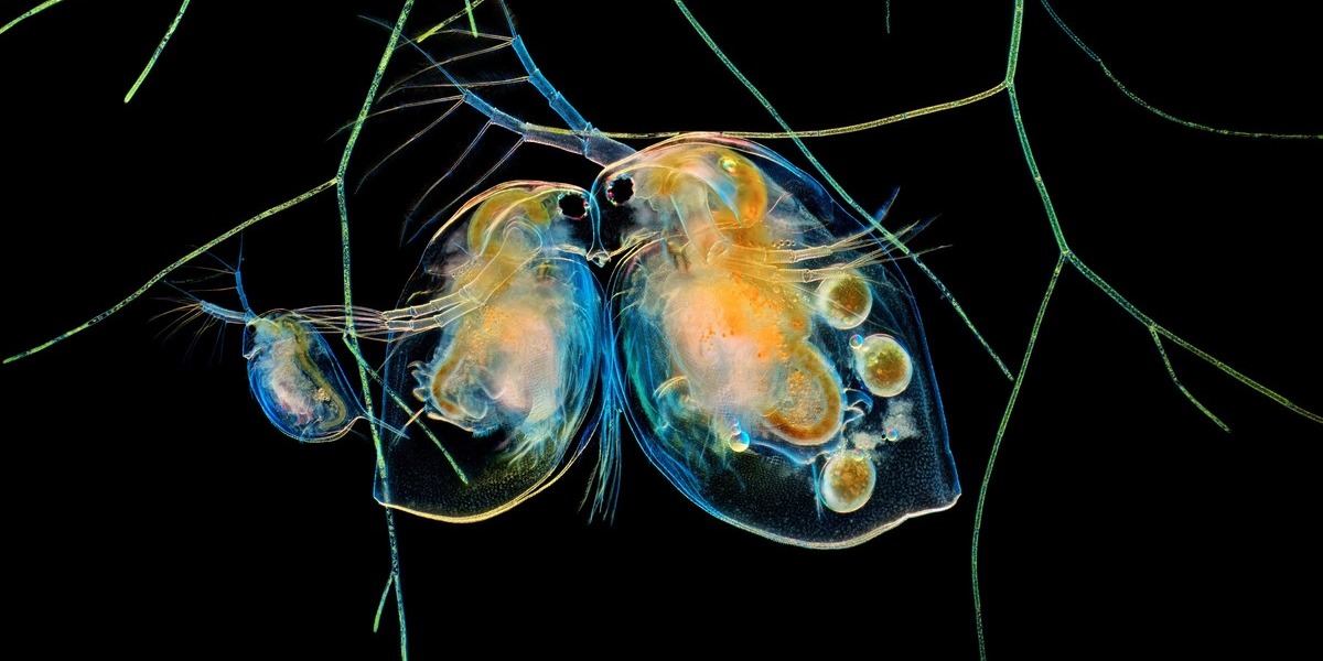 Concurso de fotografia da Nikon revela a beleza oculta do mundo microscópico. Veja as melhores imagens