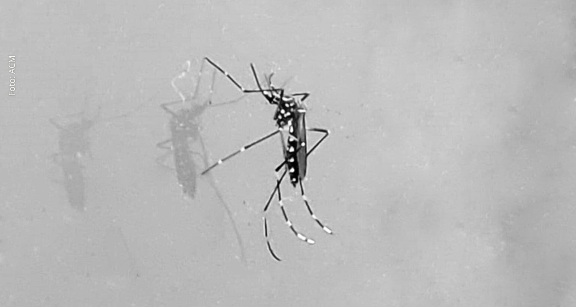 Prevenção do Aedes: Estratégias eficazes para evitar a reprodução do mosquito em períodos de chuva em Feira de Santana