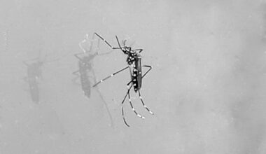 Prevenção do Aedes: Estratégias eficazes para evitar a reprodução do mosquito em períodos de chuva em Feira de Santana