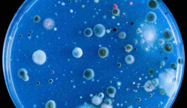 Bactéria marinha natural mostrou-se eficaz contra o cancro colorretal