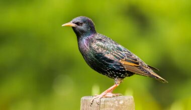 Por que certos pássaros conseguem imitar o R2-D2 de Star Wars?