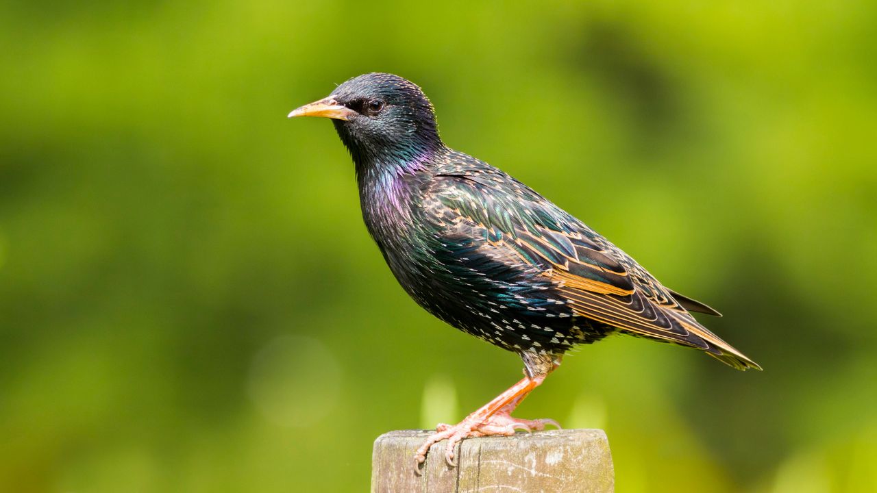 Por que certos pássaros conseguem imitar o R2-D2 de Star Wars?