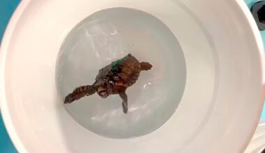 Espécie de tartaruga é capaz de sentir o mapa magnético da Terra, aponta estudo